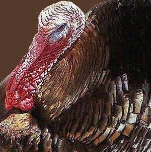 Fotografia de f.lleonart - Galeria Fotografica: Temes variats - Foto: 