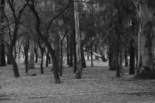 Fotografia de Carlos - Galeria Fotografica: Parques y paseos SLP - Foto: 