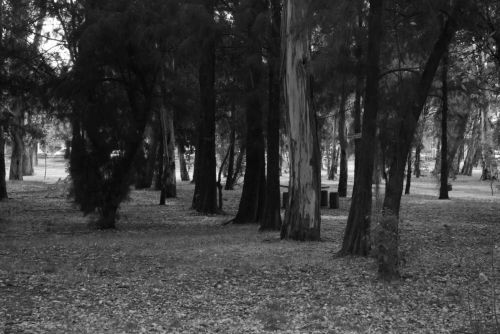 Fotografia de Carlos - Galeria Fotografica: Parques y paseos SLP - Foto: Morales