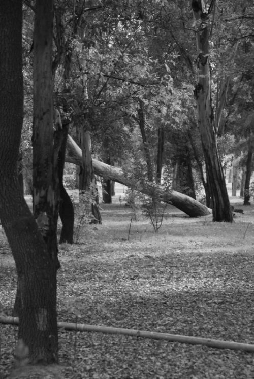 Fotografia de Carlos - Galeria Fotografica: Parques y paseos SLP - Foto: Morales