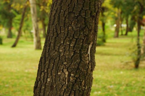 Fotografia de Carlos - Galeria Fotografica: Parques y paseos SLP - Foto: Morales