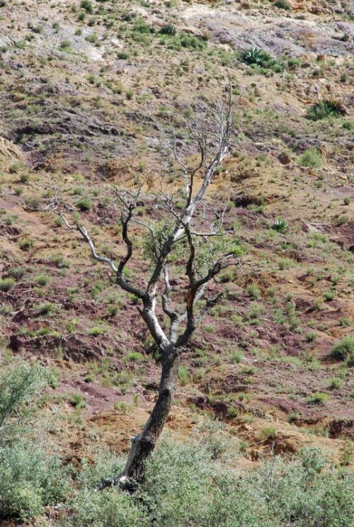 Fotografia de Carlos - Galeria Fotografica: Parques y paseos SLP - Foto: Real de Catorce