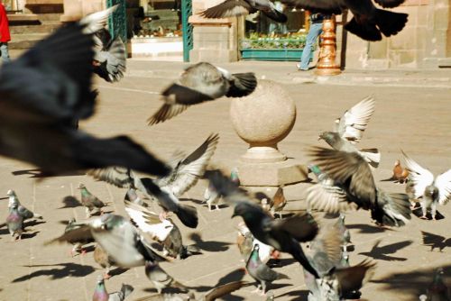 Fotografia de Carlos - Galeria Fotografica: Paseo por la Ciudad - Foto: When doves fly.