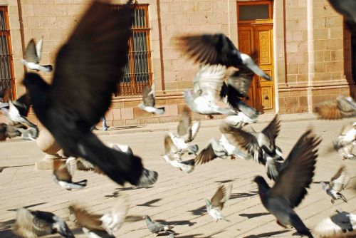 Fotografia de Carlos - Galeria Fotografica: Paseo por la Ciudad - Foto: When doves fly.