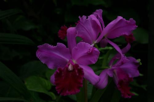 Fotografia de javi pozo - Galeria Fotografica: drako - Foto: orquidea