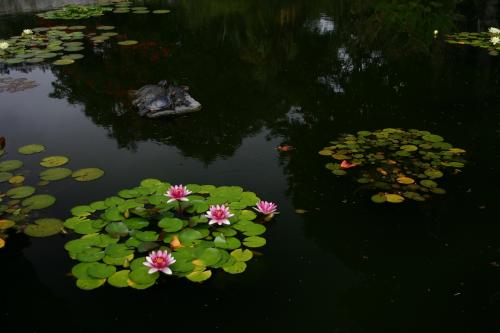 Fotografia de javi pozo - Galeria Fotografica: drako - Foto: la hora de la siesta