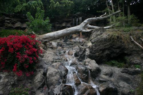 Fotografia de javi pozo - Galeria Fotografica: drako - Foto: El arbol caido