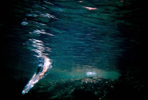 Fotografia de bal - Galeria Fotografica: submarina - Foto: 