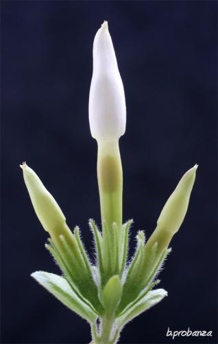 Fotografia de Benjamin Probanza - Galeria Fotografica: SUEOS - Foto: SIMETRIA NATURAL