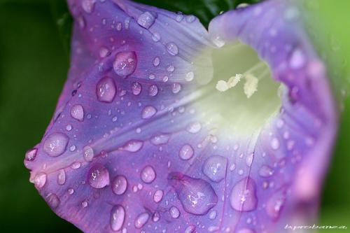 Fotografia de Benjamin Probanza - Galeria Fotografica: SUEOS - Foto: LLUVIA PURPURA