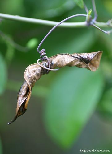 Fotografia de Benjamin Probanza - Galeria Fotografica: SUEOS - Foto: AHORCADA