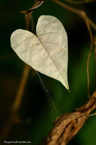 Fotografia de Benjamin Probanza - Galeria Fotografica: SUEOS - Foto: CON CORAZON
