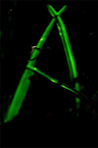 Fotografia de gsuss - Galeria Fotografica: asuntos propios - Foto: A