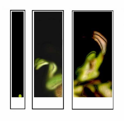 Fotografia de gsuss - Galeria Fotografica: asuntos propios - Foto: guisante serpiente encantador