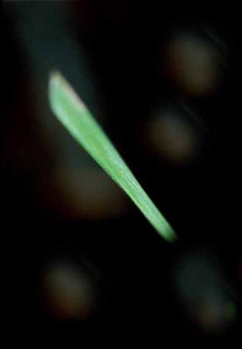 Fotografia de gsuss - Galeria Fotografica: asuntos propios - Foto: dagonal