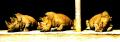 Fotos de zooperdido -  Foto: natura y panos - 	rinos							