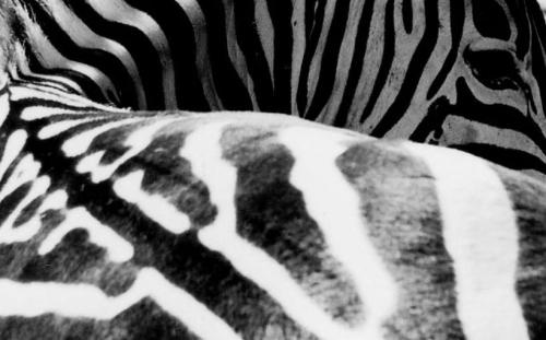 Fotografia de zooperdido - Galeria Fotografica: natura y panos - Foto: zebra								