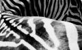 Fotos de zooperdido -  Foto: natura y panos - zebra								