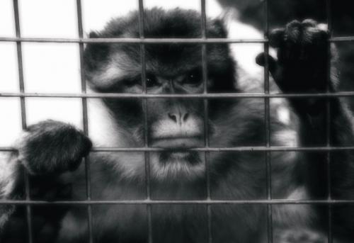 Fotografia de zooperdido - Galeria Fotografica: natura y panos - Foto: 	mono							