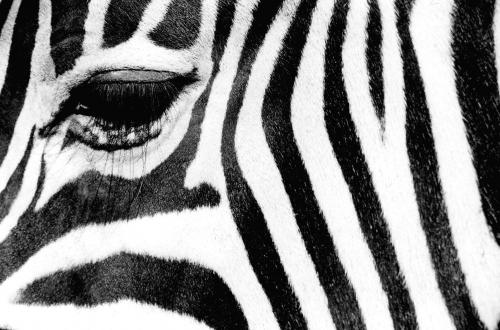 Fotos mas valoradas » Foto de zooperdido - Galería: natura y panos - Fotografía: zebra 02								