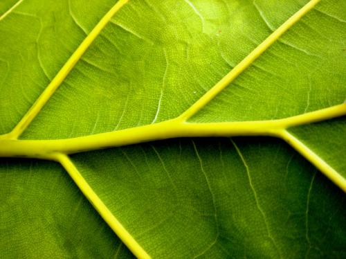 Fotografia de zooperdido - Galeria Fotografica: natura y panos - Foto: hoja								