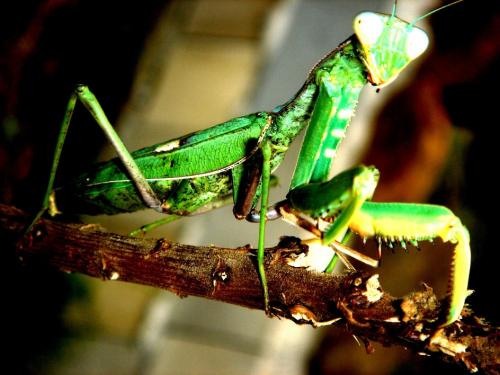 Fotografia de zooperdido - Galeria Fotografica: natura y panos - Foto: 	mantis							