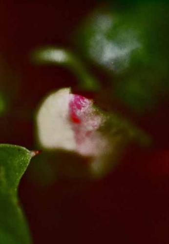 Fotografia de gsuss - Galeria Fotografica: asuntos propios - Foto: Pjaro Verde y Fantasmas