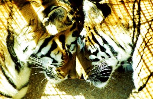Fotografia de zooperdido - Galeria Fotografica: natura y panos - Foto: tigres								