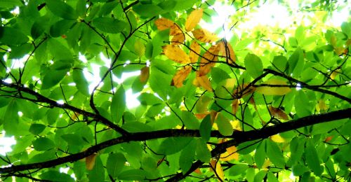 Fotografia de zooperdido - Galeria Fotografica: natura y panos - Foto: Castao