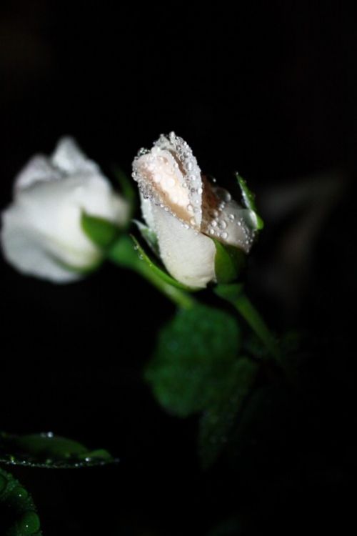 Fotografia de Glavia Photography - Galeria Fotografica: Rosas..siempre rosas.. - Foto: El rocio te cubrio..