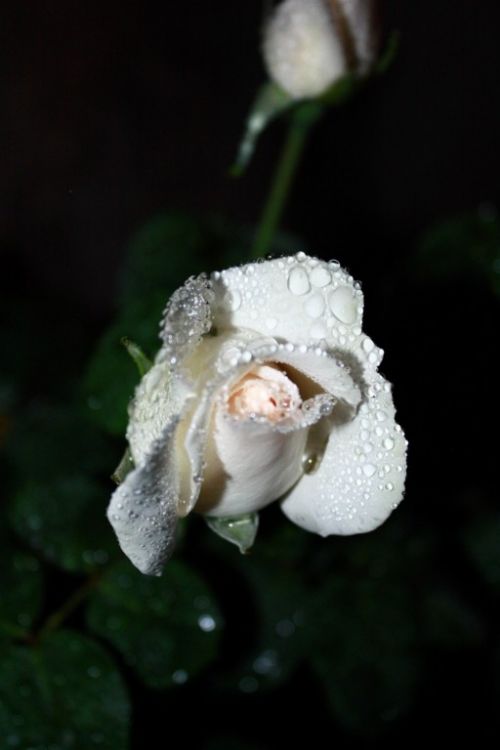 Fotografia de Glavia Photography - Galeria Fotografica: Rosas..siempre rosas.. - Foto: Garuo toda la noche..