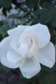 Fotos de Glavia Photography -  Foto: Rosas..siempre rosas.. - Tan blanca..