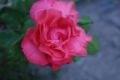 Foto de  Glavia Photography - Galería: Rosas..siempre rosas.. - Fotografía: Rosa..