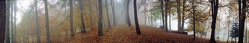 Fotografia de franco garlaschelli - Galeria Fotografica: Panoramicas - Foto: Autumn forest