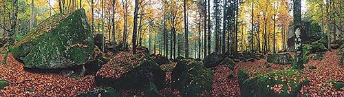 Fotografia de franco garlaschelli - Galeria Fotografica: Panoramicas - Foto: Autumn forest