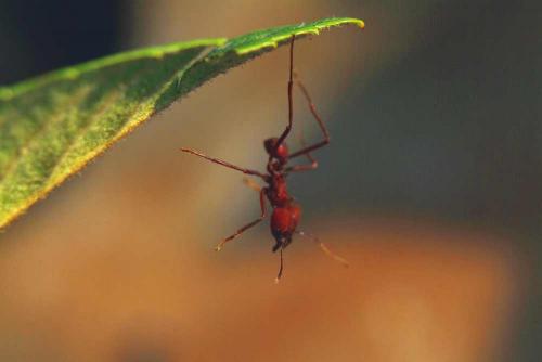 Fotografia de FOTOCICLETA - Galeria Fotografica: FOTOCICLETA - Foto: Bungee Ant