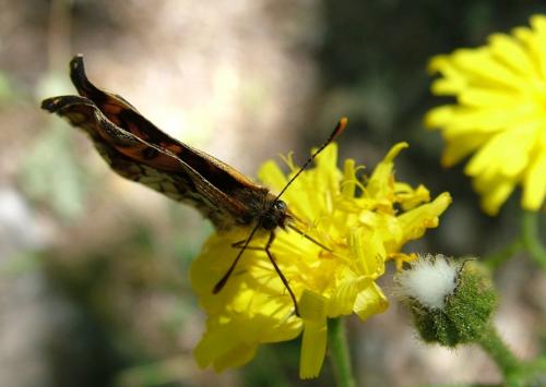 Fotografia de Pablo Millan - Galeria Fotografica: naturaleza macro - Foto: rico rico