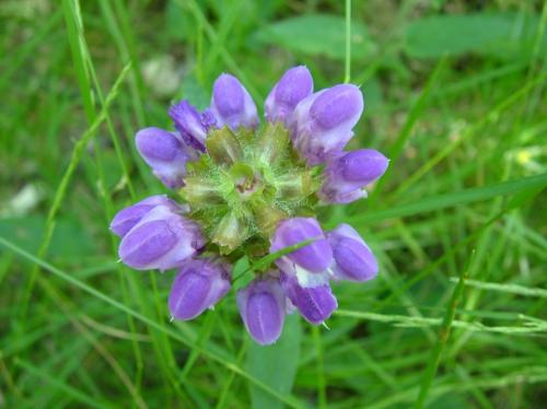 Fotografia de Pablo Millan - Galeria Fotografica: naturaleza macro - Foto: flor