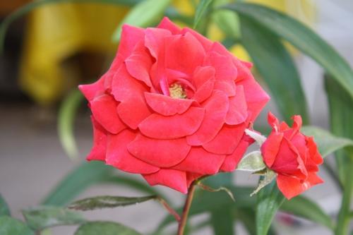 Fotografia de fernando - Galeria Fotografica: naturaleza - Foto: rosa								