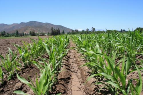 Fotografia de fernando - Galeria Fotografica: naturaleza - Foto: maizal			