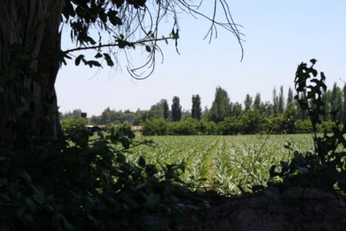 Fotografia de fernando - Galeria Fotografica: naturaleza - Foto: apasible								apasible							