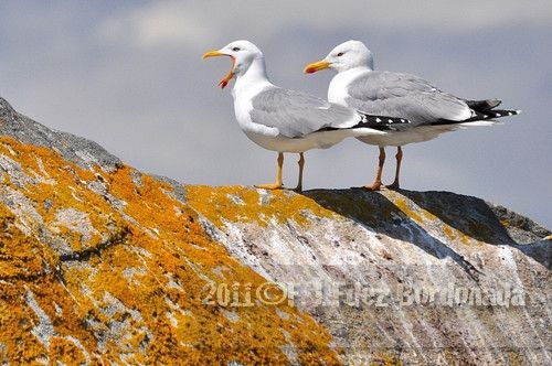 Fotografia de ChavinandezPhoto - Galeria Fotografica: Porfolio - Foto: 