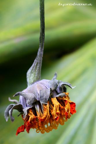 Fotografia de Benjamin Probanza - Galeria Fotografica: SUEOS II - Foto: SIN VIDA