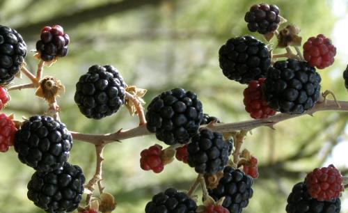 Fotografia de nuri - Galeria Fotografica: varias - Foto: 