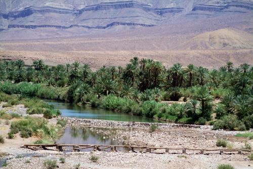 Fotografia de egogeoasis - Galeria Fotografica: probando marruecos - Foto: Antes cocodrilos, ahora datiles.