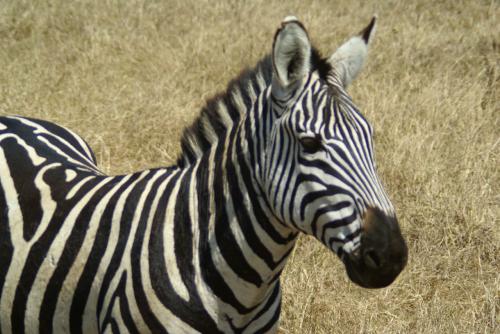 Fotografia de lluis - Galeria Fotografica: kenia - Tanzania - Foto: 