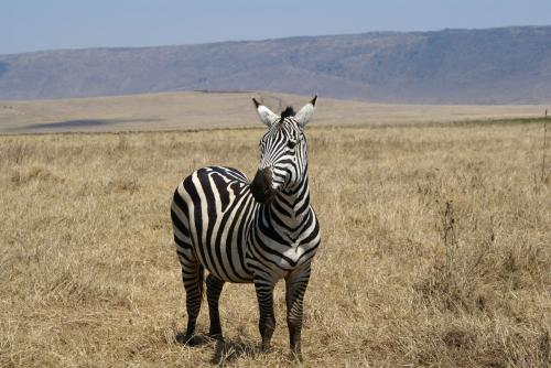 Fotografia de lluis - Galeria Fotografica: kenia - Tanzania - Foto: 