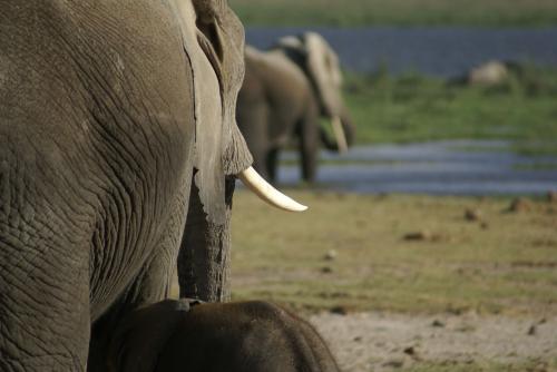 Fotografia de lluis - Galeria Fotografica: kenia - Tanzania - Foto: 