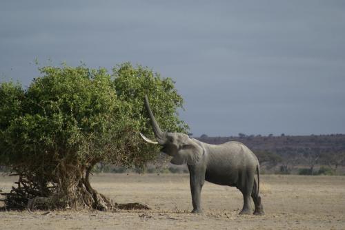 Fotografia de lluis - Galeria Fotografica: kenia - Tanzania - Foto: 