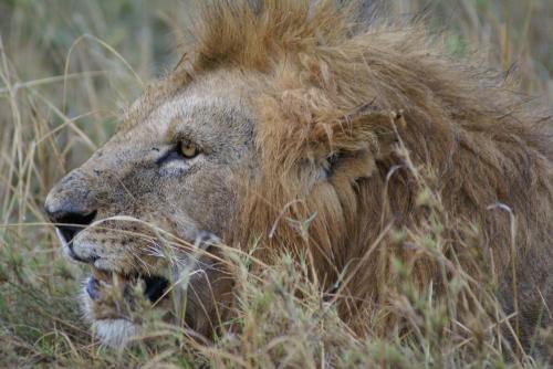 Fotografia de lluis - Galeria Fotografica: kenia - Tanzania - Foto: 